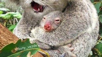Jadi koala. Foto: Instagram/koty_vezde