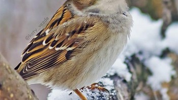 Jadi burung. Foto: Instagram/koty_vezde