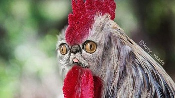 Jadi ayam jago.Foto: Instagram/koty_vezde
