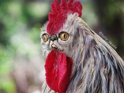 Ketika Kucing Jadi Korban Photoshop, Lucu dan Menggemaskan!