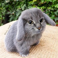 Kucing photoshop
