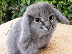 Ketika Kucing Jadi Korban Photoshop, Lucu dan Menggemaskan!
