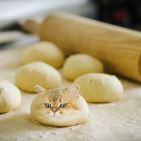 Kucing photoshop