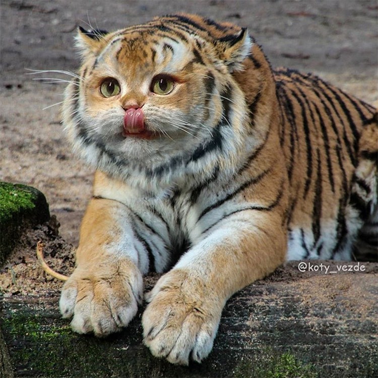 Kucing photoshop