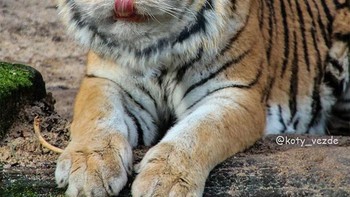Jadi harimau. Foto: Instagram/koty_vezde
