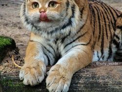 Ketika Kucing Jadi Korban Photoshop, Lucu dan Menggemaskan!