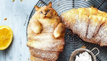 Jadi croissant. Foto: Instagram/koty_vezde