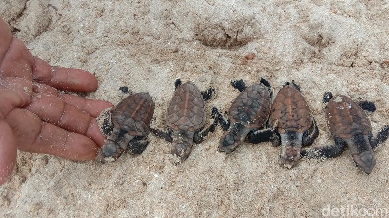 Pelepasan anak penyu atau tukik di Pantai Ujung Bengkok, Desa Parang, Kecamatan Karimunjawa, Jumat (11/3/2022). Pelepasan anak penyu atau tukik di Pantai Ujung Bengkok, Desa Parang, Kecamatan Karimunjawa, Jumat (11/3/2022).