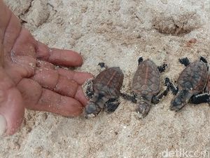 Penyu Terancam Punah, Karimunjawa Lepas Puluhan Ekor Tukik