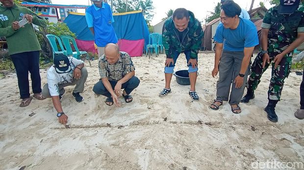 Pelepasan anak penyu atau tukik di Pantai Ujung Bengkok, Desa Parang, Kecamatan Karimunjawa, Jumat (11/3/2022).