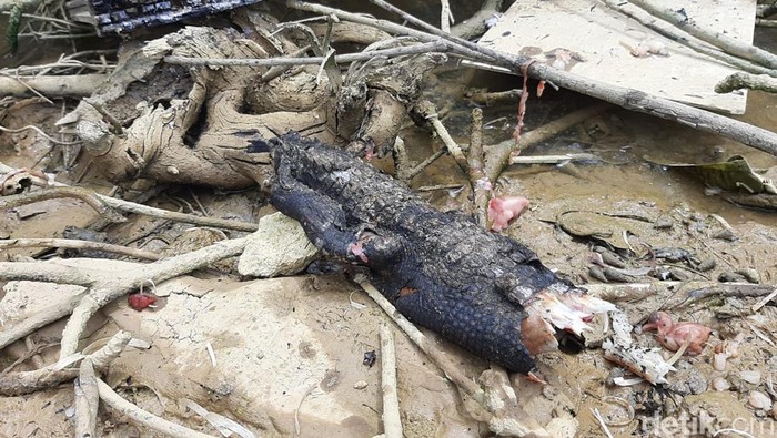 Potongan tubuh hewan diduga buaya ikut hangus saat kebakaran kawasan kuliner di Kendari (detikcom/Nadhir Attamimi)