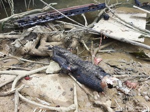 Buaya-Ular Peliharaan Mati Saat Kebakaran 7 Kios di Kendari Tak Berizin