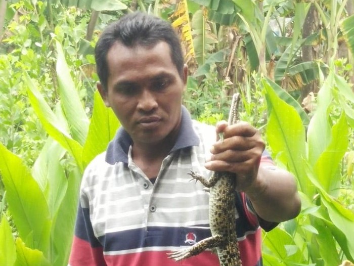 Temuan Buaya Kecil di Kota Kediri