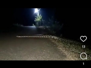 Teka-teki dan Misteri Viral Mistis Ular Besar Menyeberang Jalan di Bojonegoro