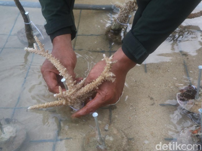 Balai Taman Nasional Karimunjawa melakukan transplantasi terumbu karang di Pantai Cemara, Desa Kemujan, Karimunjawa, Sabtu (12/3/2022).