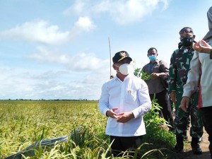 Dimulai Sejak 2020, Ini Progres Pengembangan Food Estate Kalteng