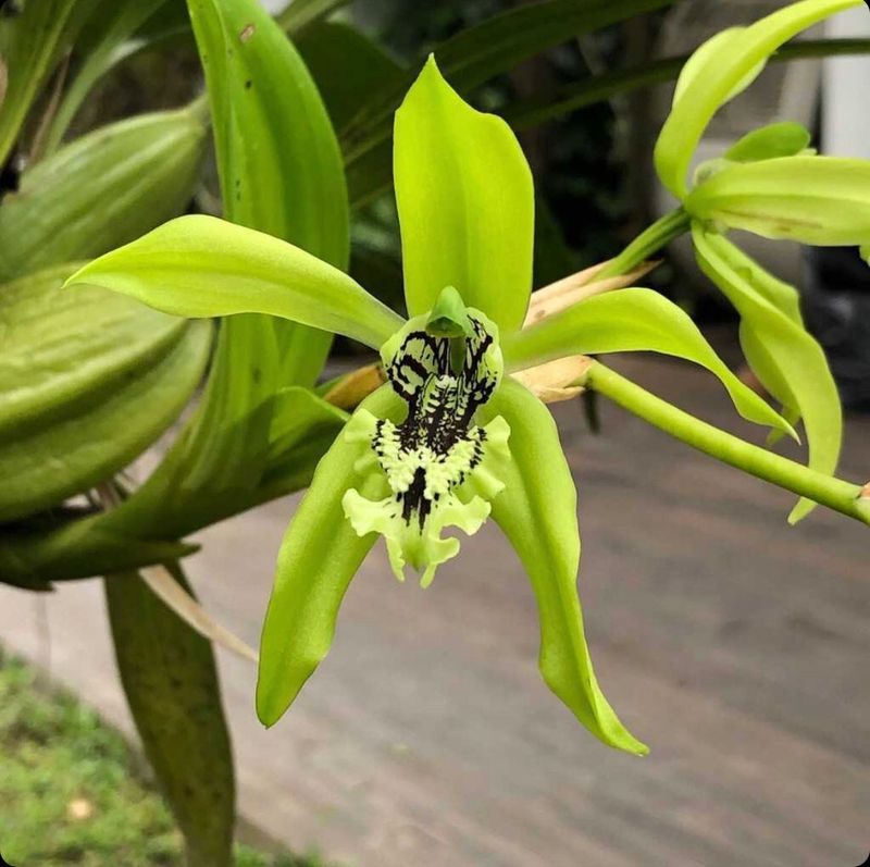 Anggrek hitam Anggrek hitam