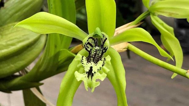 Anggrek hitam