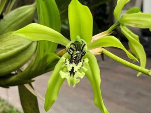 Anggrek Hitam Kalimantan, Bunga Eksotik Penuh Khasiat yang Makin Langka