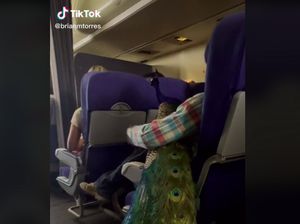 Bikin Heboh, Penumpang Ajak Burung Merak Naik Pesawat