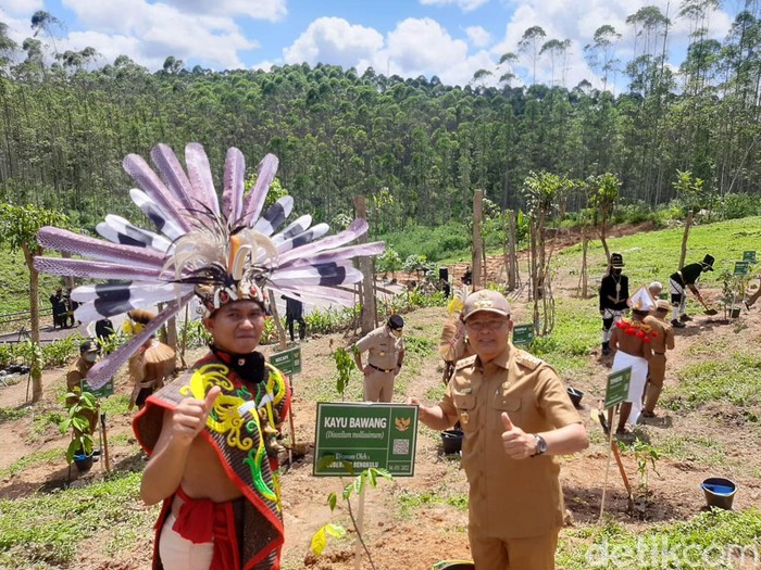 Gubernur Bengkulu tanam pohon kayu bawang di IKN