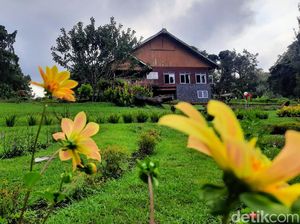 Menilik Rumah Tempo Dulu Peninggalan Meneer Belanda di Lereng Gunung Raung