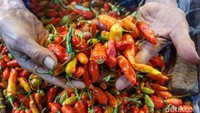 Saat ini harga cabai rawit mencapai Rp 70 ribu per kilo gram. Sebelumnya harga cabai rawit berkisar Rp 35 ribu-Rp 40 ribu per kilogram.