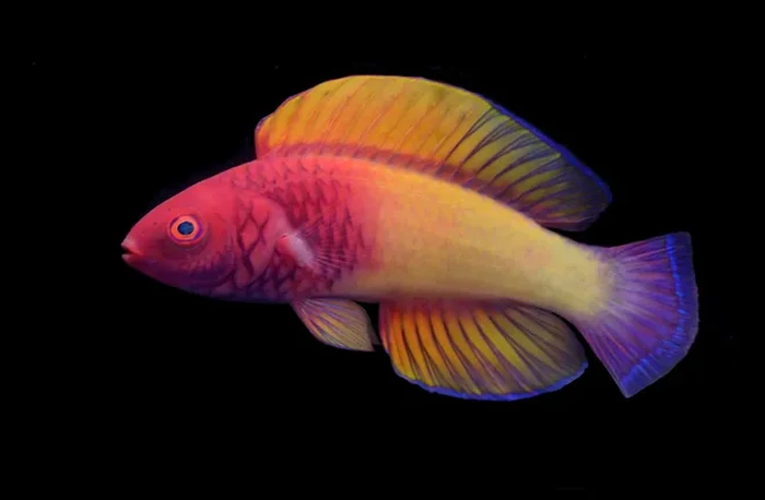 Ikan Pelangi