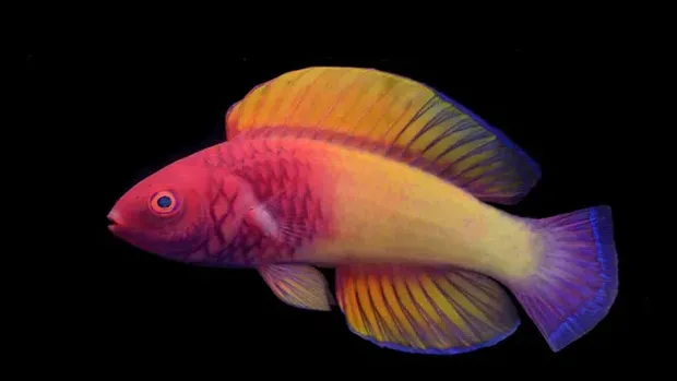 Ikan Pelangi
