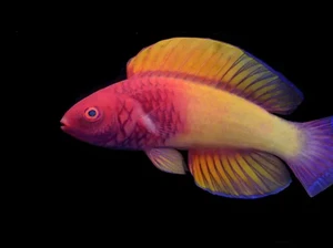 Peneliti Temukan Spesies Baru Ikan Pelangi di Maladewa, Apa Namanya?