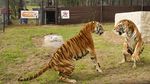 Kisah Harimau Sirkus yang 15 Tahun Hidup dalam Gerbong Kereta