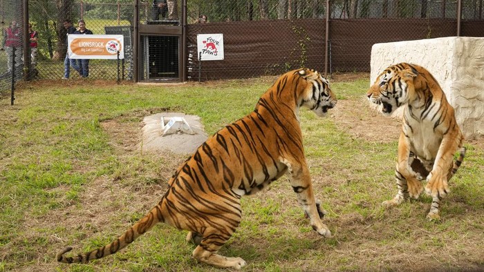 Kisah Haru Harimau yang Belasan Tahun Hidup dalam Gerbong Kereta A tiger in a crate at the Lionsrock Big Cat Sanctuary in Bethlehem, South Africa, Saturday, March 12, 2022. After 15 years of living in an abandoned train carriage in San Luis province in the Northwest of Argentina, a family of four tigers have been rescued from their confinement by the global animal welfare organisation FOUR PAWS. (AP Photo/Themba Hadebe)