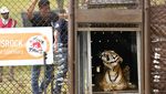 Kisah Harimau Sirkus yang 15 Tahun Hidup dalam Gerbong Kereta