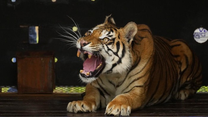 A tiger in a crate at the Lionsrock Big Cat Sanctuary in Bethlehem, South Africa, Saturday, March 12, 2022. After 15 years of living in an abandoned train carriage in San Luis province in the Northwest of Argentina, a family of four tigers have been rescued from their confinement by the global animal welfare organisation FOUR PAWS. (AP Photo/Themba Hadebe)