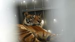 Kisah Harimau Sirkus yang 15 Tahun Hidup dalam Gerbong Kereta