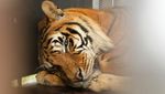 Kisah Harimau Sirkus yang 15 Tahun Hidup dalam Gerbong Kereta