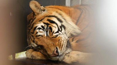 Kisah Harimau Sirkus yang 15 Tahun Hidup dalam Gerbong Kereta