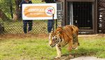 Kisah Harimau Sirkus yang 15 Tahun Hidup dalam Gerbong Kereta