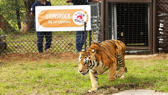 A tiger in a crate at the Lionsrock Big Cat Sanctuary in Bethlehem, South Africa, Saturday, March 12, 2022. After 15 years of living in an abandoned train carriage in San Luis province in the Northwest of Argentina, a family of four tigers have been rescued from their confinement by the global animal welfare organisation FOUR PAWS. (AP Photo/Themba Hadebe)