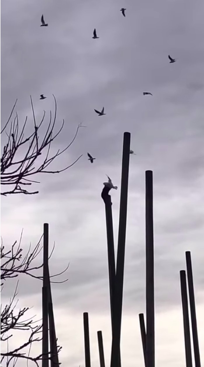 Monyet siksa burung camar di kebun binatang