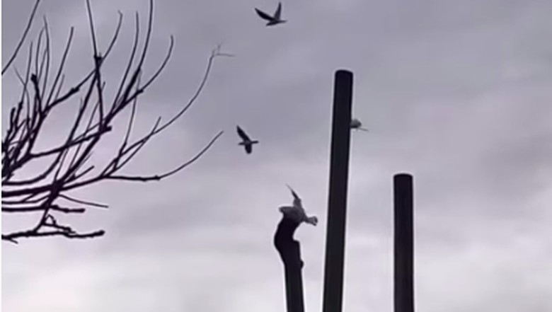 Monyet siksa burung camar di kebun binatang Monyet siksa burung camar di kebun binatang