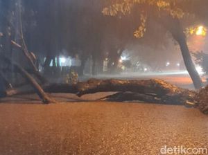 Pohon Asam Tumbang Tutup Jalan Raya Pasuruan-Purwosari