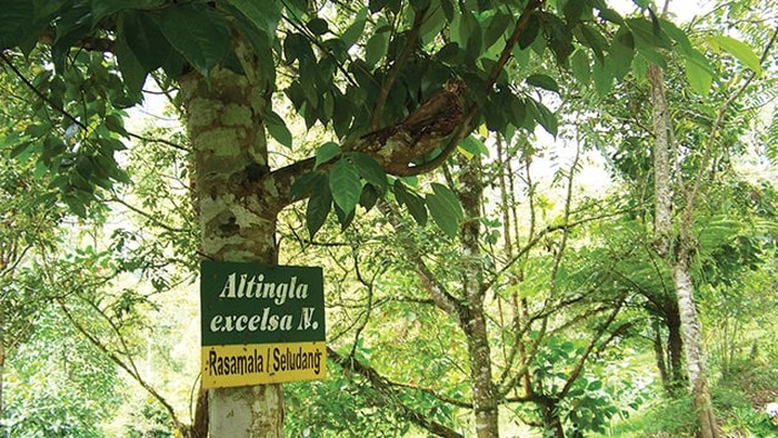 Pohon Rasamala