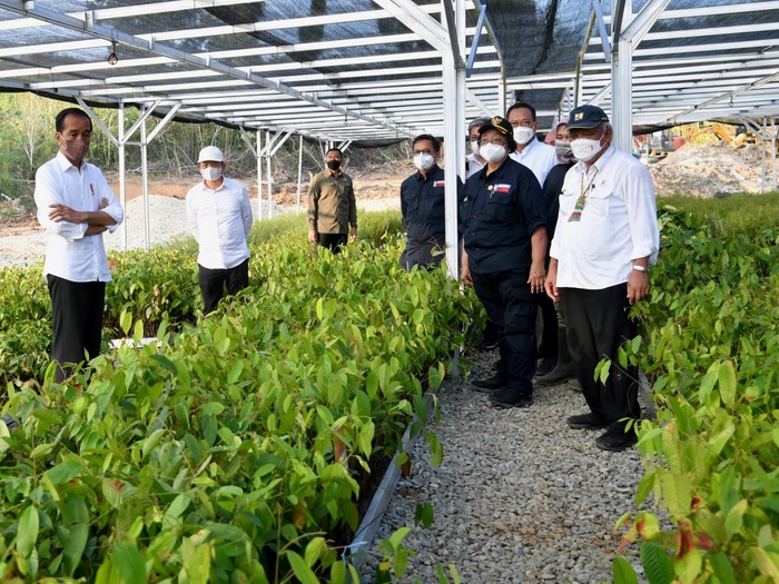 Presiden Jokowi meninjau Persemaian Mentawir di Desa Mentawir, Penajam Paser Utara, Kaltim. Dia mengatakan pembangunan IKN Nusantara diawali rehabilitasi lahan. (dok Setpres)