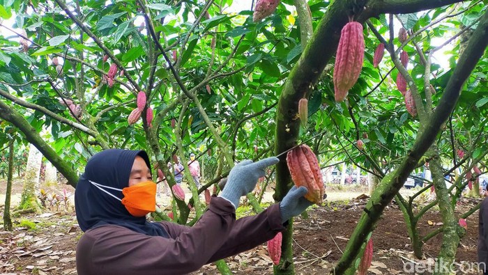 Proses pengolahan cokelat di Doesoen Kakao Banyuwangi