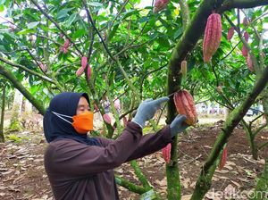 Doesoen Kakao, Penghasil Cokelat Terbaik Dunia di Banyuwangi
