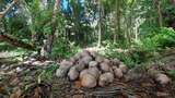 Sejarah Kelapa, Buah Tropis yang Paling Disukai Bule-bule