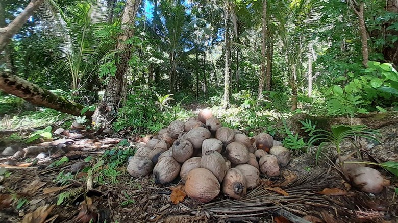 Pulau Kapotar Pulau di Nabire, Papua.
