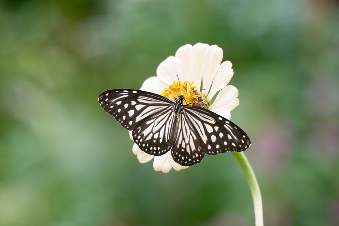 Simbiosis mutualisme bunga dan kupu-kupu