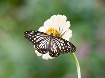 11 Contoh Simbiosis Mutualisme dan Penjelasannya
